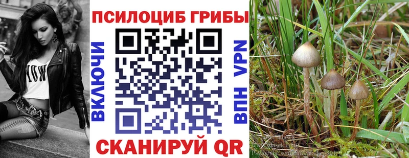 Галлюциногенные грибы мицелий  Серафимович 